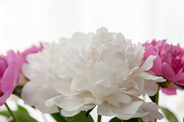 Pink and white pions. Close up of beautiful flowers