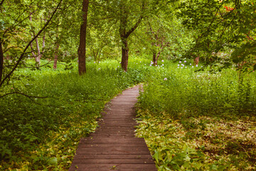 Fototapeta na wymiar eco path in the botanical park among trees and flowering plants