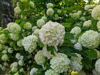 viburnum boulle-de-neig or viburnum opulus roseum and its white buds on the green branches of the plant.
