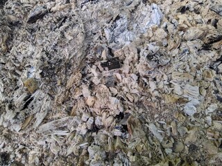 ashes from an outdoor campfire in the daytime background and texture.