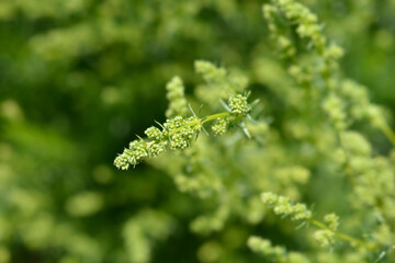 Mediterranean bedstraw