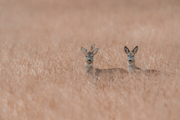 Deer grazing and relaxing in nature