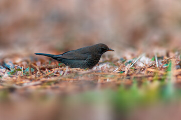 Blackbird observes nature and looks for food
