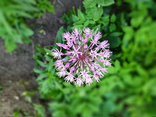round purple flower bud on blurred background.