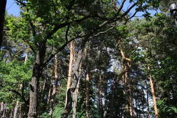 waterfall in the forest