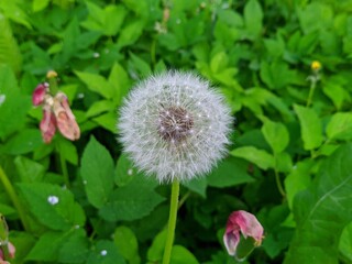one dandelion close up on blurred background.