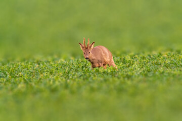 Deer grazing and relaxing in nature