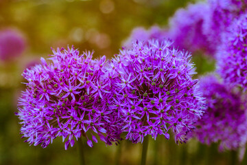 decorative onion allium round purple flower in the garden in the forest