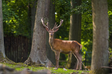 Obraz premium Deer grazing and relaxing in nature
