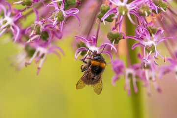 bee collecting pollen from a seasonal plant