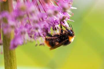 bee collecting pollen from a seasonal plant