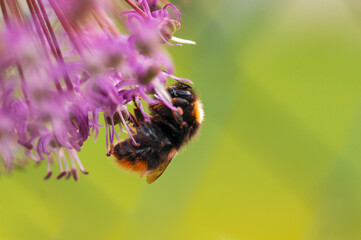 bee collecting pollen from a seasonal plant
