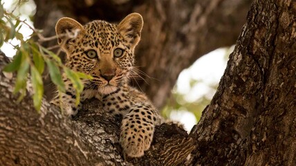 leopard resting on the tree