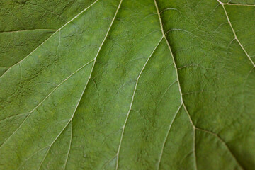 texture of green leaf of burdock with veins