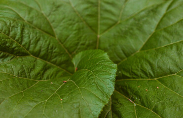 texture of green leaf of burdock with veins