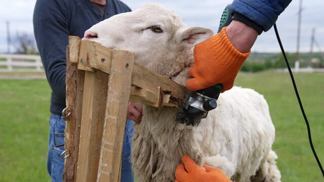Wool sheared off from sheep by man. Farmer shearing wool sheep.
