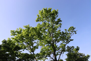 日本の山で綺麗な植物と空を撮影