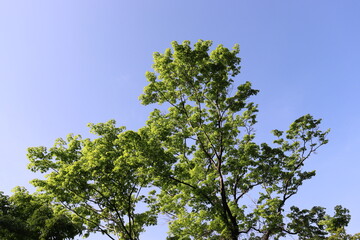 日本の山で綺麗な植物と空を撮影