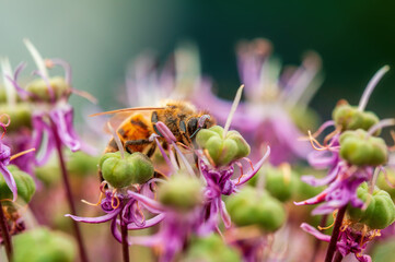bee collecting pollen from a seasonal plant