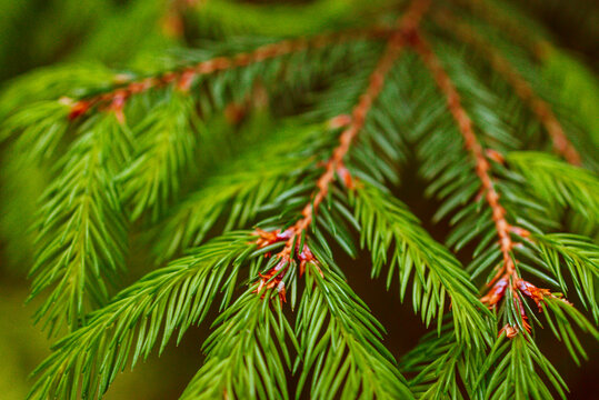 spruce paws with fresh sprouts in summer, growing fir trees for Christmas