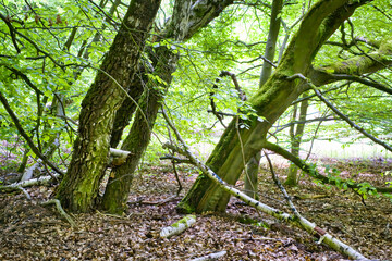 Verbogene B&auml;ume im Wald