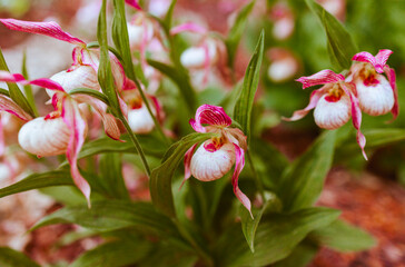 lady's slipper white and pink flowers in the garden in the park