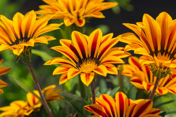 Brown and yellow daisies on green background