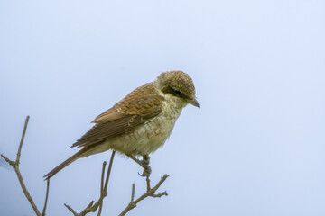red backed shrike sits on a branch and looks for food