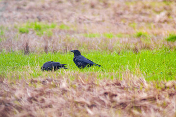 raven observes nature and looks for food