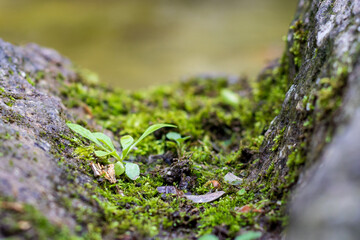 stone covered with green moss, macro and selective focus on surface level