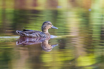 duck observes nature and looks for food