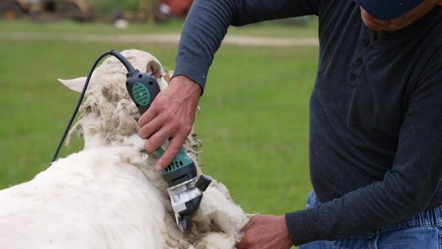 Farmer shearing wool sheep. Wool sheared off from sheep by man.