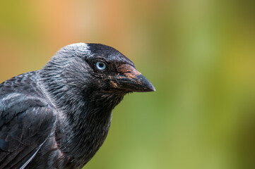 Jackdaw observes nature and looks for food
