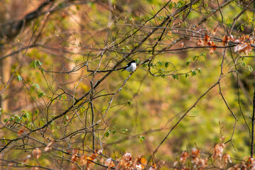 bird observes nature and looks for food