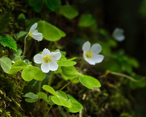 Buschwindr&ouml;schen