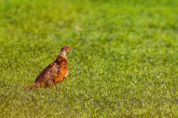 Fototapeta premium pheasant observes nature and looks for food
