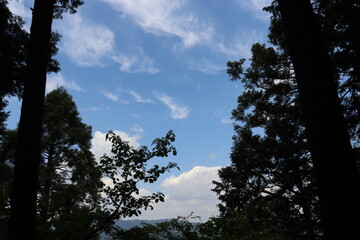 日本の山で綺麗な植物と空を撮影
