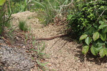 山頂に生息するマムシ