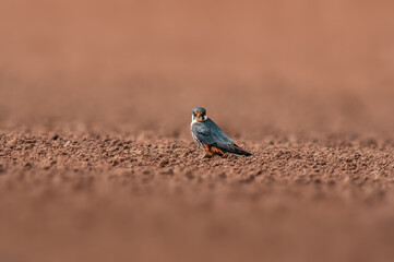 tree falcon observes nature and looks for prey