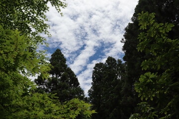 日本の山で綺麗な植物と空を撮影