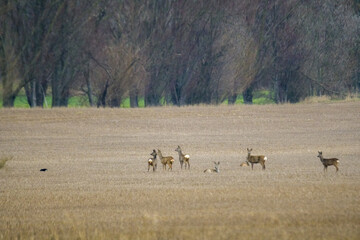 Deer grazing and relaxing in nature