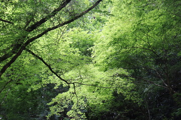 山の様々な風景を紹介