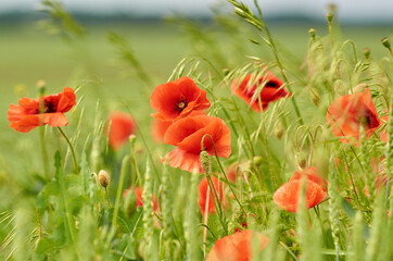 Bright red poppy flowers on the field