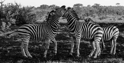 Fototapeta na wymiar zebras in the Kruger