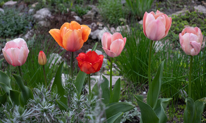 image of many beautiful tulip flowers in a spring garden