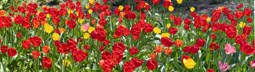 image of many beautiful tulip flowers in a spring garden