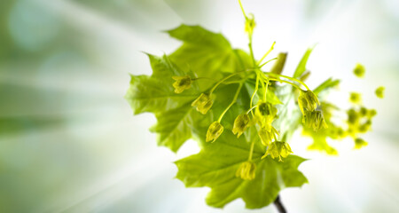 image of spring trees with young leaves in the forest