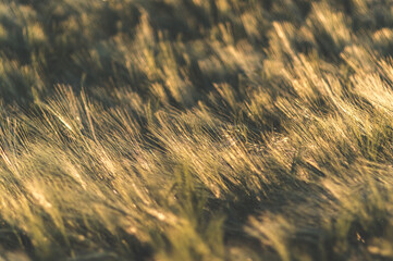 pole zboża jęczmienia © Henryk Niestrój