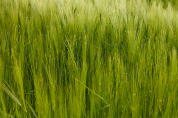Fototapeta na wymiar Green wheat field macro. Fresh young unripe juicy spikelets of wheat close-up. Oats, rye, barley, harvest summer closeup. Cobs of corn. Spring nature, wheat farming. Selective focus.