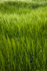 Green wheat field macro. Fresh young unripe juicy spikelets of wheat close-up. Oats, rye, barley, harvest summer closeup. Cobs of corn. Spring nature, wheat farming. Selective focus.